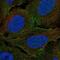 Plexin-A4 antibody, NBP2-69011, Novus Biologicals, Immunofluorescence image 