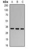 RB Transcriptional Corepressor Like 1 antibody, orb97020, Biorbyt, Western Blot image 