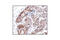 Heat shock 70 kDa protein 1A/1B antibody, 4873S, Cell Signaling Technology, Immunohistochemistry paraffin image 