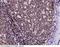 SLAMF6 antibody, 11945-R005, Sino Biological, Immunohistochemistry frozen image 