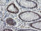 Zinc Finger And SCAN Domain Containing 18 antibody, LS-C174162, Lifespan Biosciences, Immunohistochemistry frozen image 
