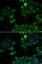 Seryl-TRNA Synthetase antibody, orb247600, Biorbyt, Immunofluorescence image 