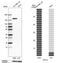 Serine/threonine-protein kinase 10 antibody, HPA015083, Atlas Antibodies, Western Blot image 