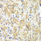 BCL2 antibody, LS-C330836, Lifespan Biosciences, Immunohistochemistry frozen image 