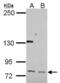 Homeobox protein cut-like 1 antibody, NBP2-16039, Novus Biologicals, Western Blot image 