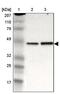 Ring Finger Protein 113A antibody, PA5-51355, Invitrogen Antibodies, Western Blot image 