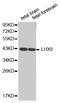 LIM Homeobox 8 antibody, LS-C331849, Lifespan Biosciences, Western Blot image 