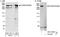 Chromodomain Helicase DNA Binding Protein 9 antibody, A301-226A, Bethyl Labs, Western Blot image 