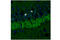 Synuclein Alpha antibody, 23706S, Cell Signaling Technology, Immunofluorescence image 