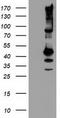 Serpin B13 antibody, TA503672, Origene, Western Blot image 