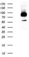 Leucine Rich Repeat Containing G Protein-Coupled Receptor 5 antibody, UM800104, Origene, Western Blot image 