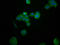 Hepatic And Glial Cell Adhesion Molecule antibody, LS-C673130, Lifespan Biosciences, Immunofluorescence image 