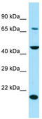 Solute Carrier Family 13 Member 4 antibody, TA331294, Origene, Western Blot image 