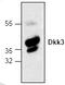 Dickkopf WNT Signaling Pathway Inhibitor 3 antibody, TA318997, Origene, Western Blot image 