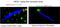 MKS Transition Zone Complex Subunit 1 antibody, 16206-1-AP, Proteintech Group, Immunofluorescence image 