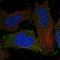 CALCRL antibody, HPA046515, Atlas Antibodies, Immunofluorescence image 