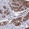 hMCS antibody, PA5-58780, Invitrogen Antibodies, Immunohistochemistry frozen image 