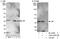 Aryl Hydrocarbon Receptor Interacting Protein antibody, A303-536A, Bethyl Labs, Immunoprecipitation image 