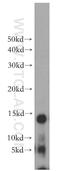 DNA-directed RNA polymerases I, II, and III subunit RPABC2 antibody, 15334-1-AP, Proteintech Group, Western Blot image 