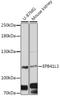 Kiaa0987 antibody, LS-C747841, Lifespan Biosciences, Western Blot image 