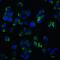 p75 ICD antibody, 3593, ProSci Inc, Immunofluorescence image 