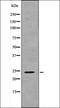 CSP1 antibody, orb335936, Biorbyt, Western Blot image 