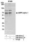 Protein Kinase AMP-Activated Catalytic Subunit Alpha 1 antibody, A300-507A, Bethyl Labs, Immunoprecipitation image 
