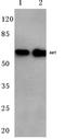 Akt antibody, AP06006PU-N, Origene, Western Blot image 