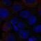Sodium- and chloride-dependent betaine transporter antibody, NBP1-88641, Novus Biologicals, Immunofluorescence image 
