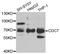 Cell Division Cycle 7 antibody, TA332874, Origene, Western Blot image 
