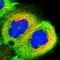 RCC1 Domain Containing 1 antibody, HPA039683, Atlas Antibodies, Immunofluorescence image 