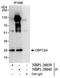 Nucleic Acid Binding Protein 1 antibody, NBP1-26640, Novus Biologicals, Immunoprecipitation image 