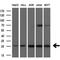 Fas Associated Via Death Domain antibody, GTX84542, GeneTex, Western Blot image 