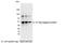 E tag antibody, A190-133A, Bethyl Labs, Western Blot image 