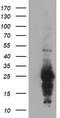 Regulator of G-protein signaling 16 antibody, TA503989S, Origene, Western Blot image 