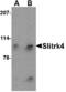 SLIT and NTRK-like protein 4 antibody, A14468, Boster Biological Technology, Western Blot image 