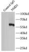 NMD3 Ribosome Export Adaptor antibody, FNab05760, FineTest, Immunoprecipitation image 