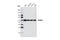 Histone Deacetylase 2 antibody, 2540S, Cell Signaling Technology, Western Blot image 