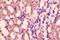Melanophilin antibody, orb10997, Biorbyt, Immunohistochemistry paraffin image 