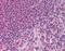 Claudin 7 antibody, orb86901, Biorbyt, Immunohistochemistry paraffin image 