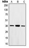 Homeobox B2 antibody, orb214048, Biorbyt, Western Blot image 