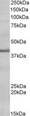 POU domain, class 4, transcription factor 3 antibody, EB10034, Everest Biotech, Western Blot image 