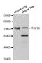 Transforming Growth Factor Beta Induced antibody, TA332555, Origene, Western Blot image 