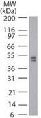 TRNA Aspartic Acid Methyltransferase 1 antibody, TA336598, Origene, Western Blot image 