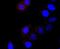 Cathepsin L antibody, A01589-1, Boster Biological Technology, Immunocytochemistry image 