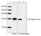 CBP-Tag antibody, LS-C203637, Lifespan Biosciences, Western Blot image 