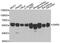 Seryl-TRNA Synthetase antibody, orb247600, Biorbyt, Western Blot image 