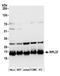 60S ribosomal protein L27 antibody, A305-035A, Bethyl Labs, Western Blot image 