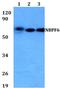 NBPF Member 6 antibody, PA5-75782, Invitrogen Antibodies, Western Blot image 