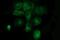 Cytochrome C Oxidase Subunit 6C antibody, MA5-26258, Invitrogen Antibodies, Immunocytochemistry image 